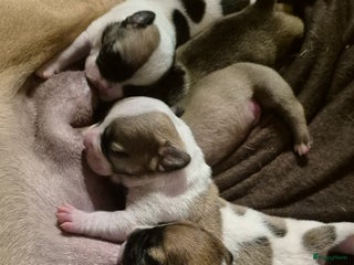 Kruising honden Schattige puppy's van gemengd ras - Advertentie 12