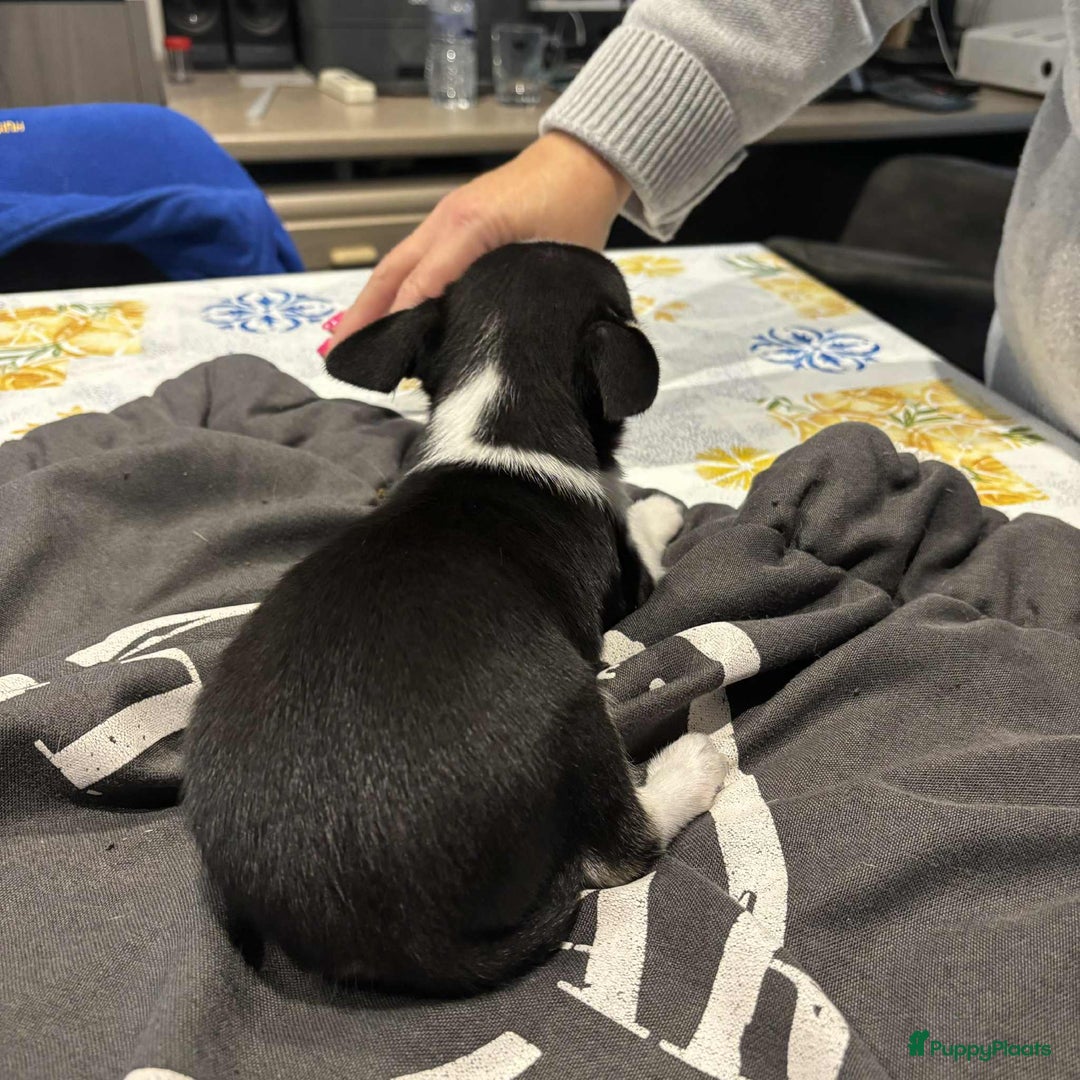 Chihuahua honden te koop: chihuahua - Advertentie 2