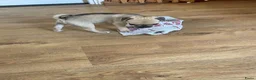Kruising honden te koop: Retro mops mopshond - Advertentie 14