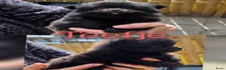 Pomchi honden te koop: 2 mooie pomchi teefjes - Advertentie 4