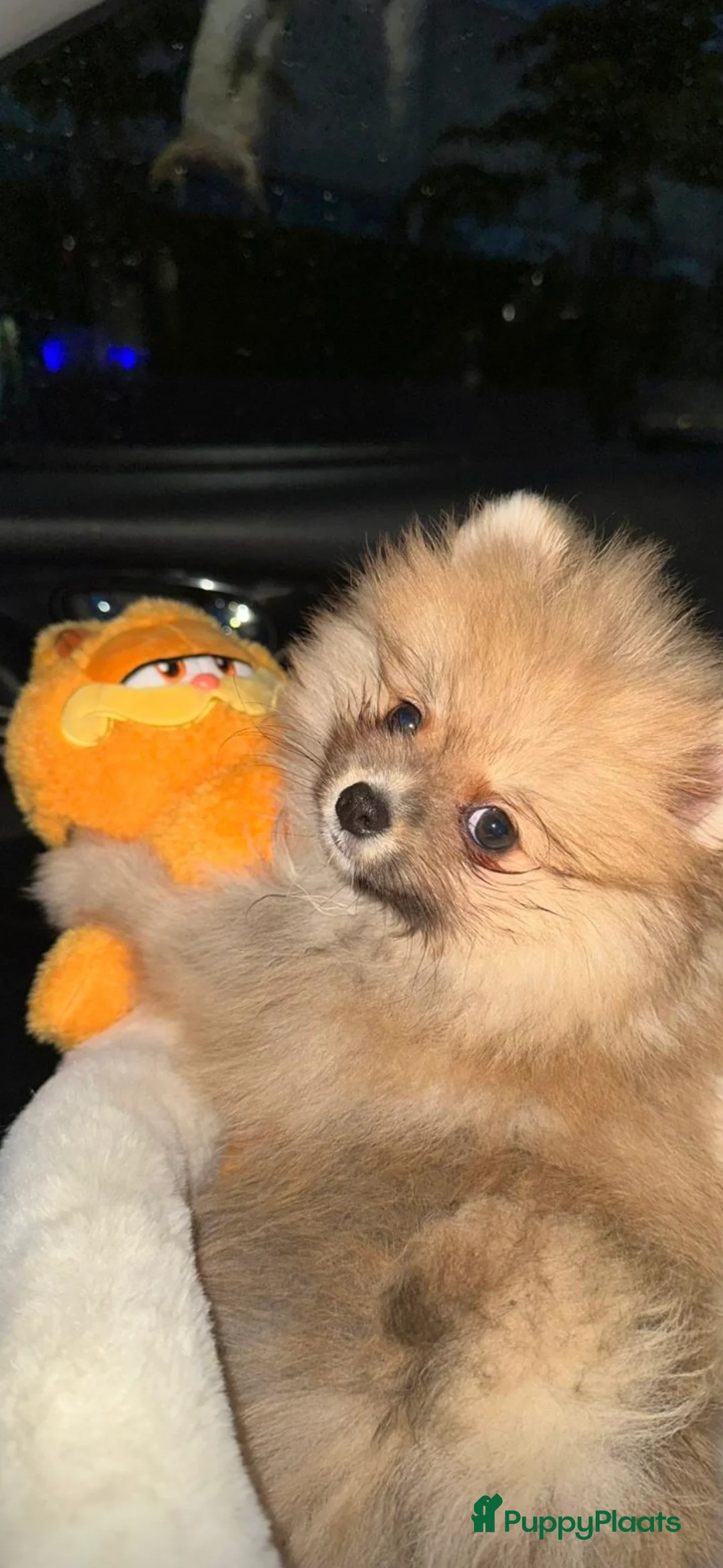 Pomeriaan honden te koop: Pomeriaan Puppy in Maastricht - Advertentie 1