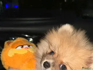 Pomeriaan honden Pomeriaan Puppy - Advertentie 10