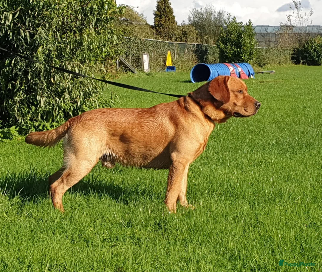 Labrador Retriever honden te koop: Labrador Retriever pups - Advertentie 13