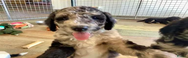 Bernedoodle Puppy 1
