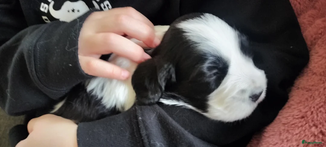 Kruising honden te koop: Tobekan pups Tibetaanse terrier x Cocker Spaniel  - Advertentie 11