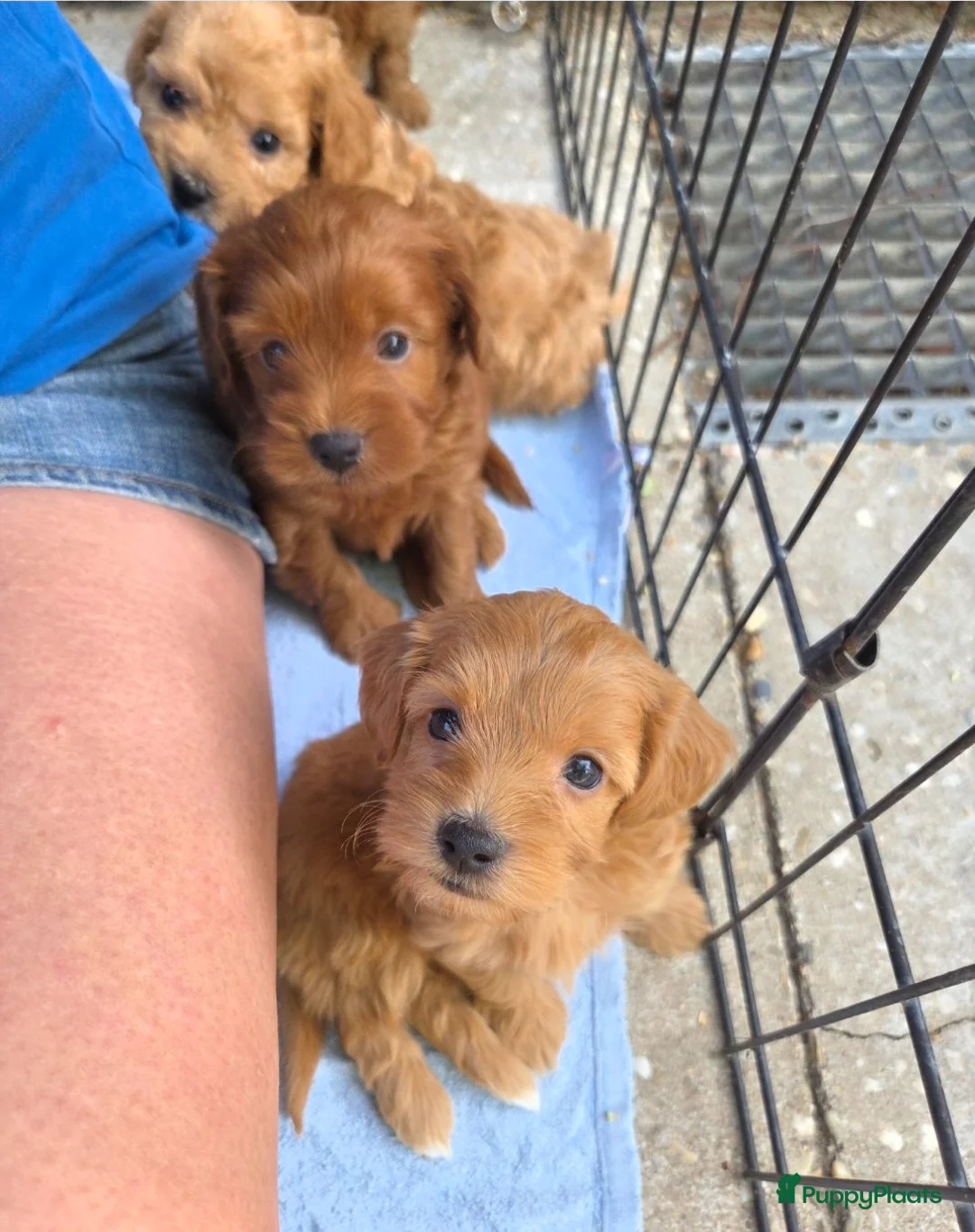 Maltipoo honden te koop: 6 maltipoo's geboren op onze dagbesteding! - Advertentie 2