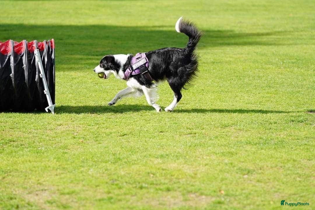 Border Collie honden Border collie pup - Advertentie 1