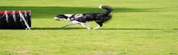 Border Collie honden te koop: Border collie pup - Advertentie 1