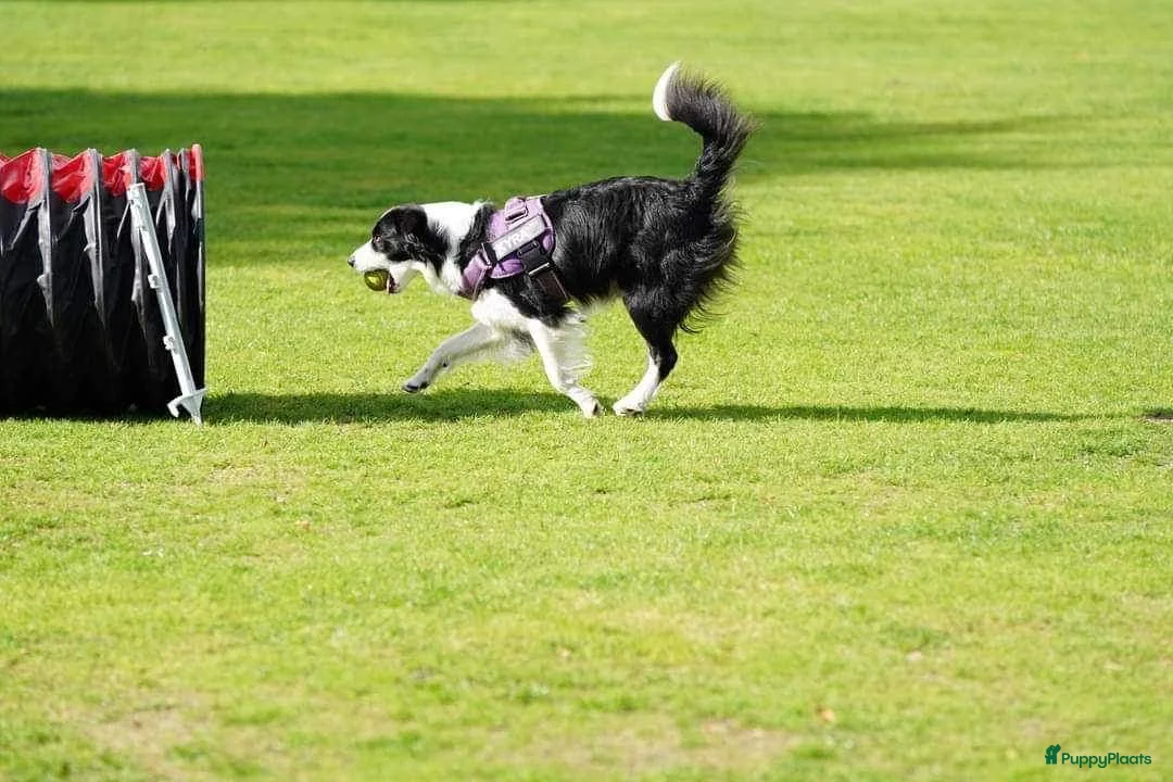 Border Collie honden te koop: Border collie pup - Advertentie 1