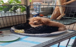 Dwergpoedel honden te koop: 1 teefje en 3 reutjes te koop  - Afbeelding 5