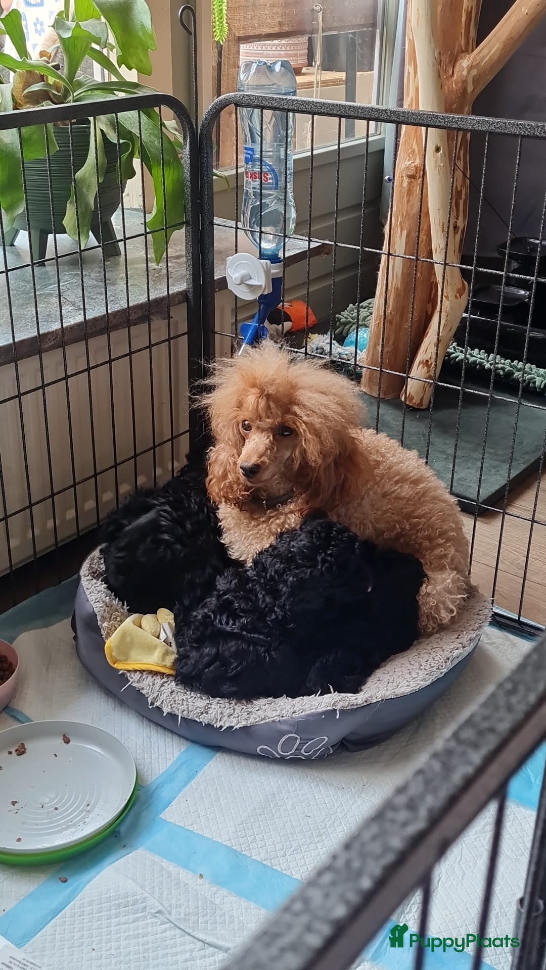 Dwergpoedel honden te koop: 1 teefje en 3 reutjes te koop  - Afbeelding 5