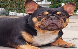 Franse Bulldog honden te koop: Prachtige Franse Bulldog pups met stamboom in Zoutleeuw - Afbeelding 20