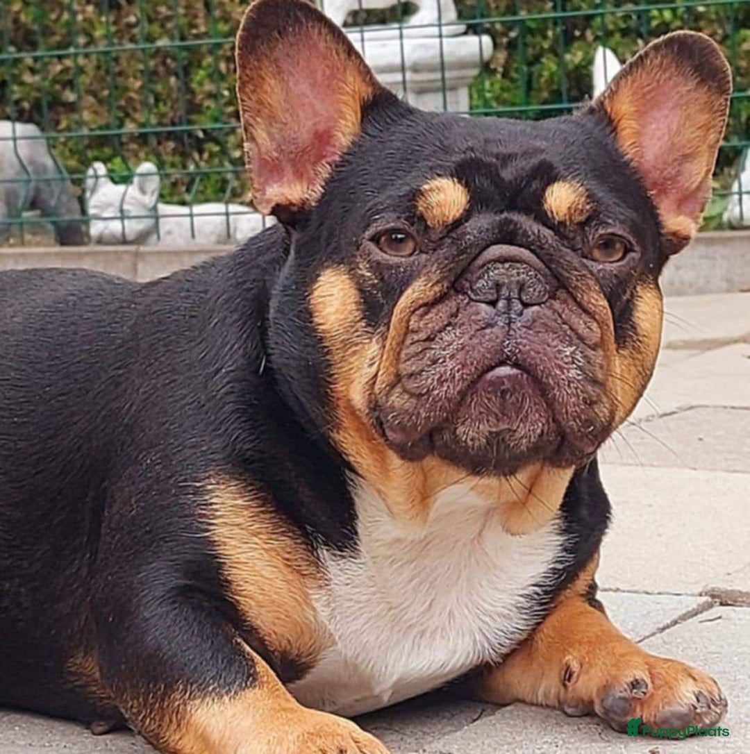 Franse Bulldog honden te koop: Prachtige Franse Bulldog pups met stamboom in Zoutleeuw - Afbeelding 20