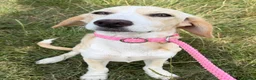 Kruising honden te koop: Jayaa - Advertentie 3