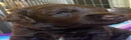 Labradoodle honden te koop: Chocolade bruine labradoodles Australian  bloed  - Advertentie 1