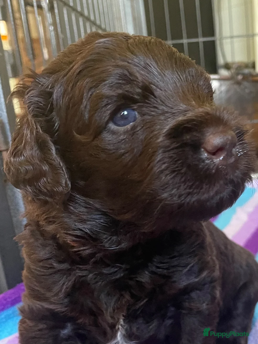 Labradoodle honden te koop: Chocolade bruine labradoodles Australian  bloed  - Advertentie 1