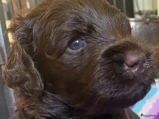 Labradoodle honden Chocolade bruine labradoodles Australian bloed - Advertentie 1