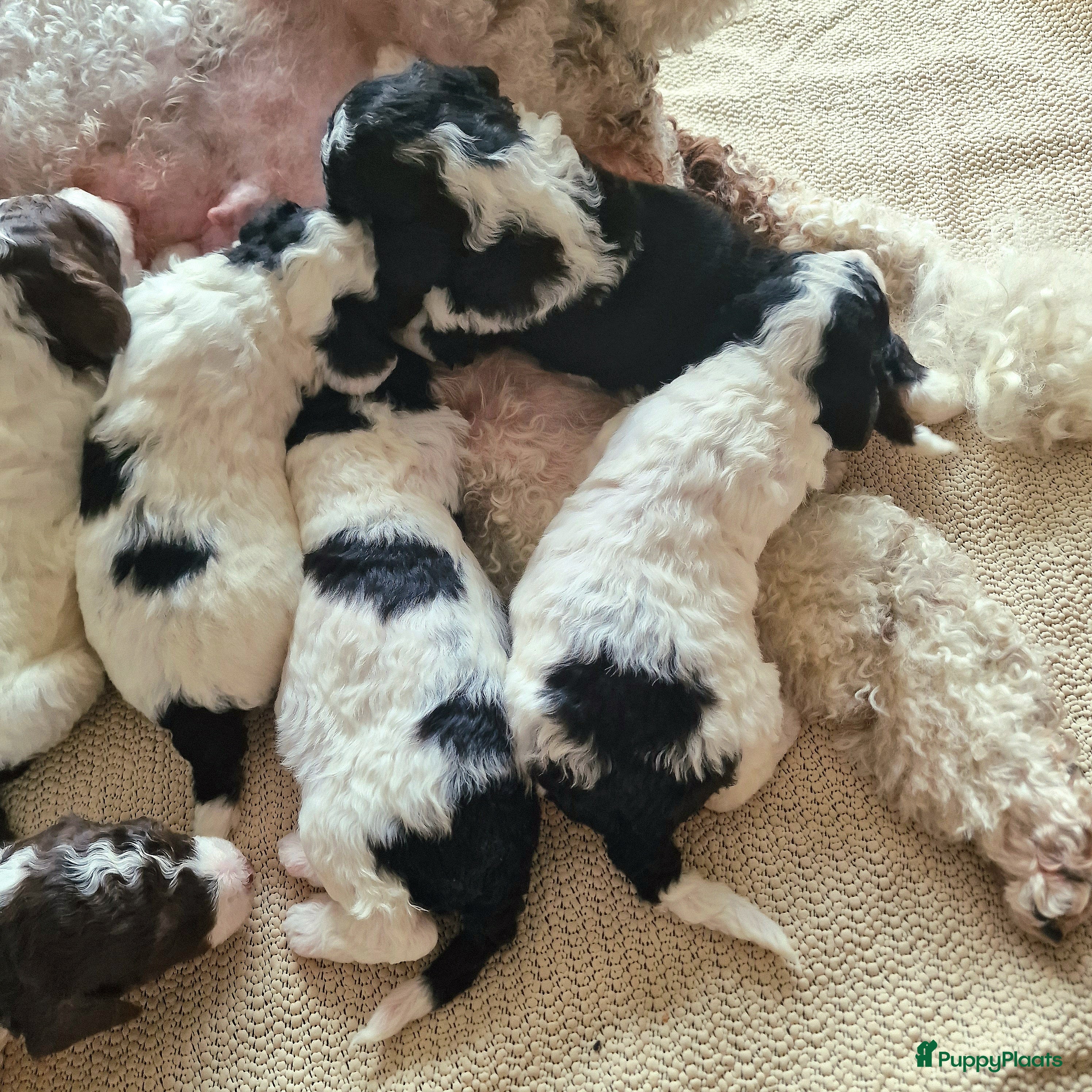 Poedel honden Middenslag Harlekijn Poedelpups! - Advertentie 1