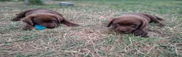 Labrador Retriever honden te koop: Raszuivere bruine labrador pups  - Advertentie 5