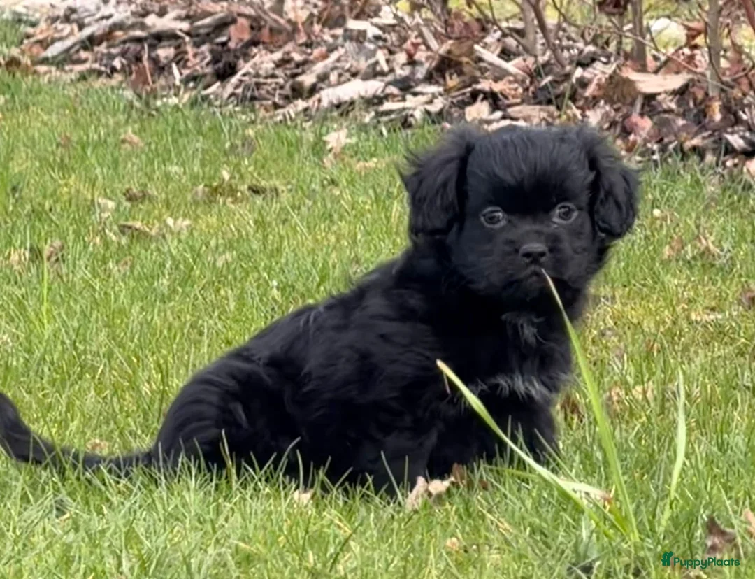 Boomer honden te koop: 3 vrolijke boomer pups  - Advertentie 2