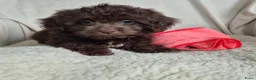 Kruising honden te koop: Prachtige leergierige boompoo's  - Advertentie 8