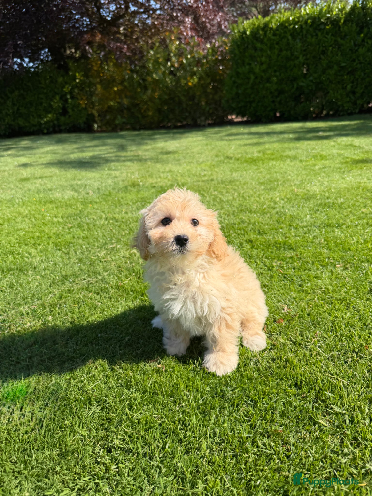 Maltipoo honden Maltipoo (Maltezer x Poedel) pups - Advertentie 2