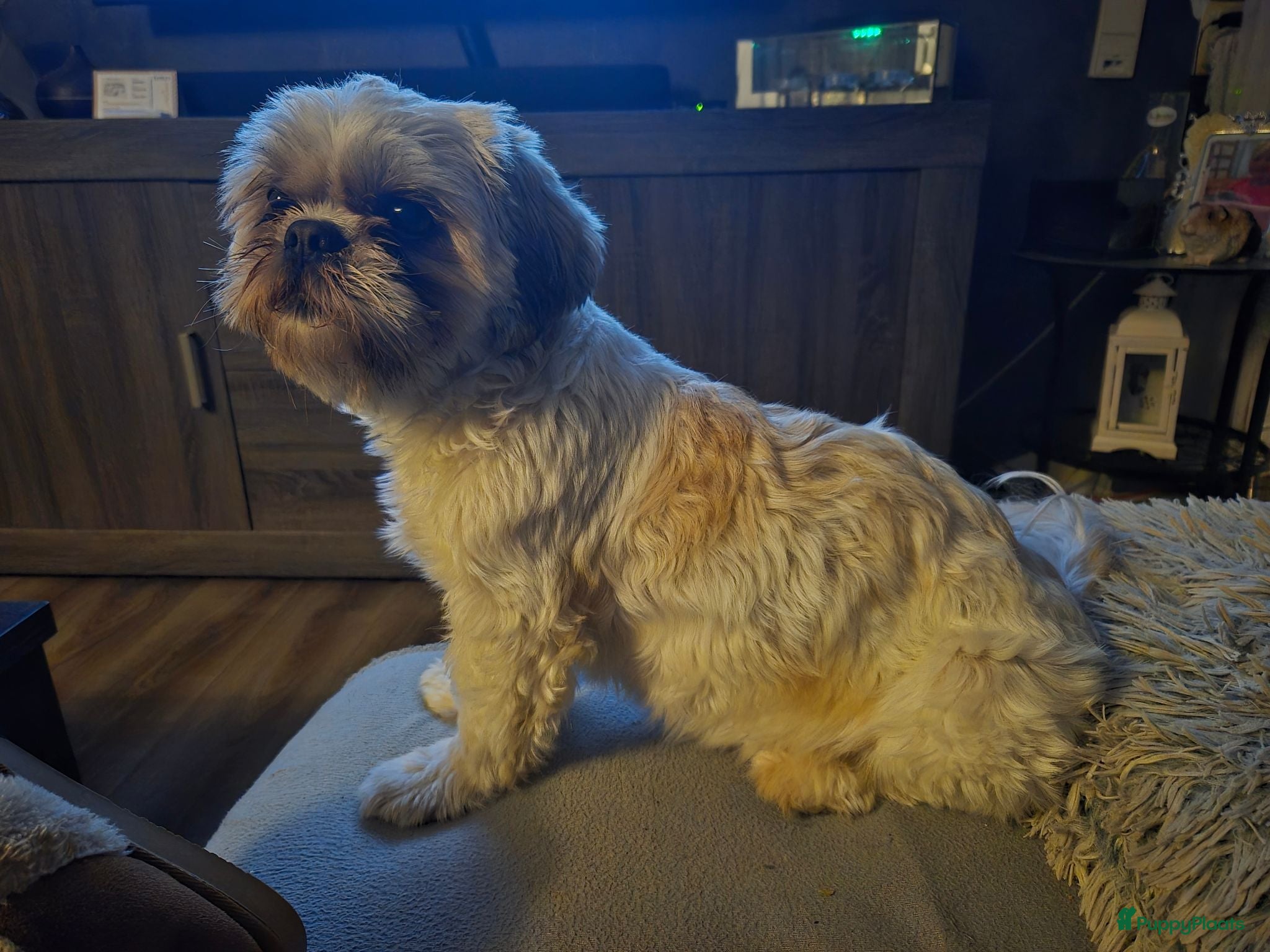 Shih Tzu honden Ras thi zhu - Advertentie 11