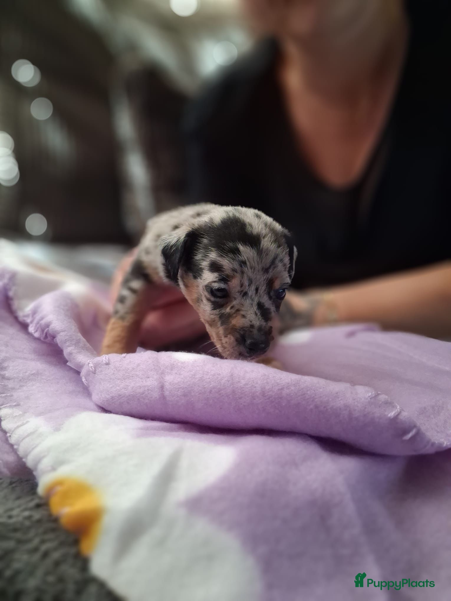 Jack Russel Terriër honden 5 leuke jack russel pups - Advertentie 1