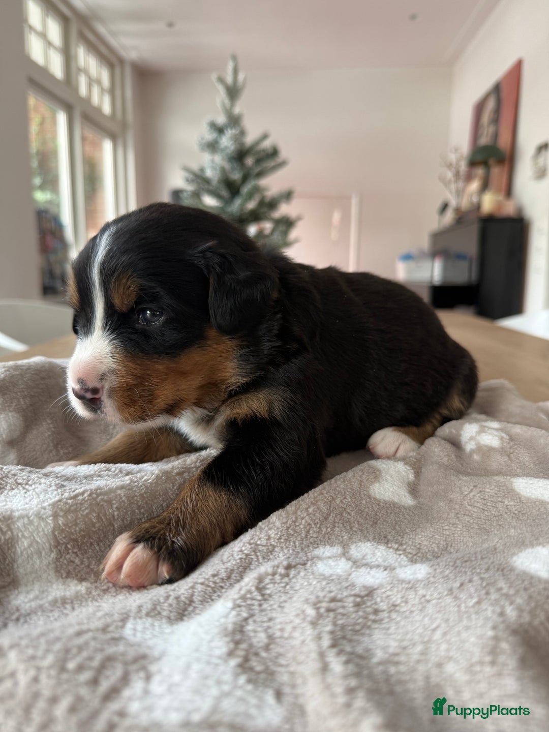 Berner Sennenhond honden te koop: Berner Sennen puppy's zoeken een liefdevol huis - Advertentie 13