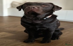 Labrador Retriever honden ter adoptie: Our Beloved Chocolate Lab Needs a New Home ❤️‍🩹🐶 - Afbeelding 3