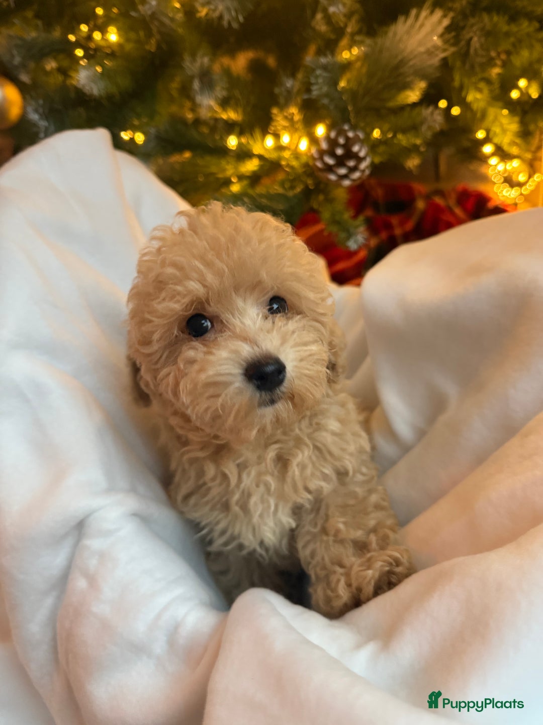 Maltipoo honden te koop: Mini Maltipoo Pups – Premium F1 - Advertentie 6