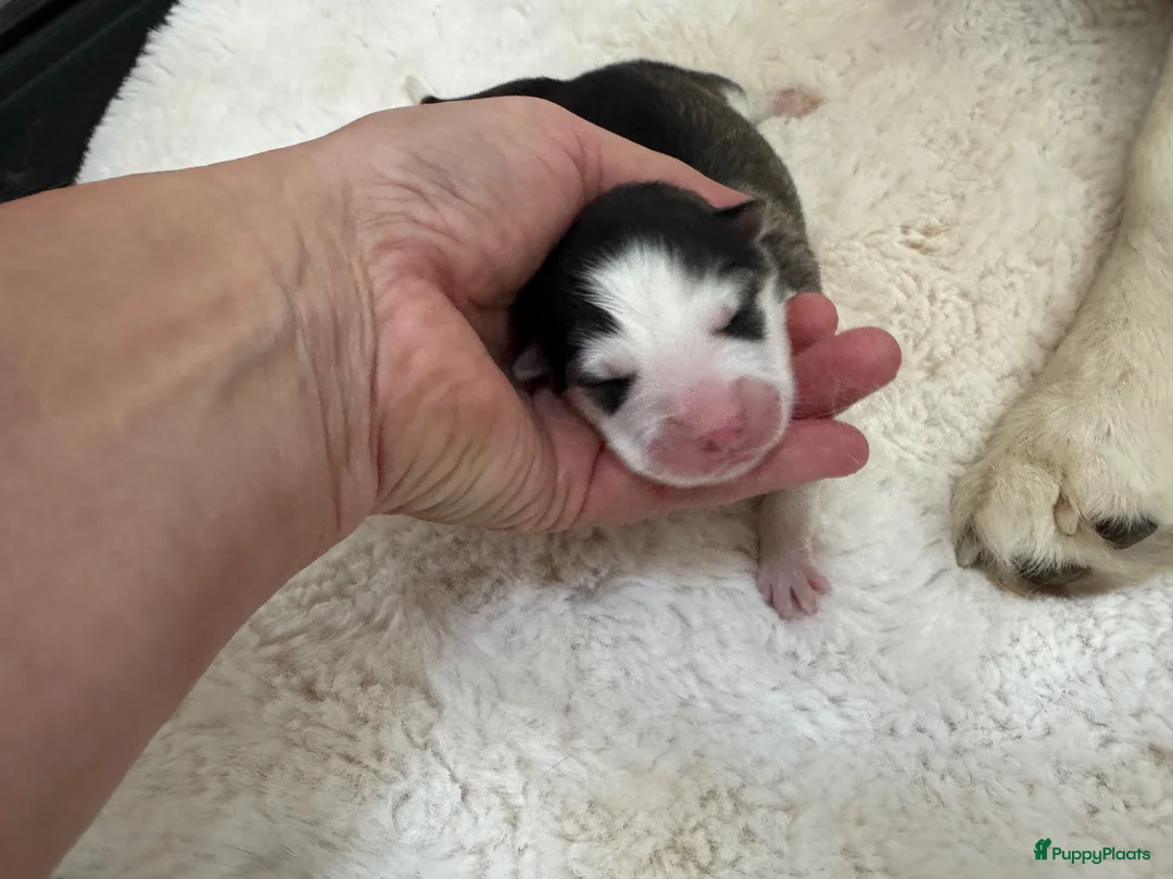 Pomsky honden te koop: Pomsky pups uit geteste ouders  - Advertentie 6