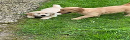 Golden Retriever honden te koop: 3 prachtige golden retriever teefjes oudersgetest  - Advertentie 4