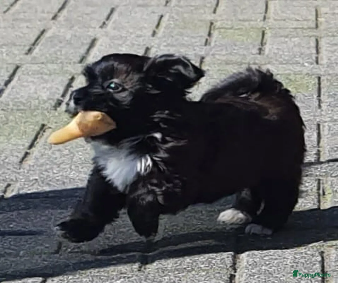 Havanezer honden te koop: Prachtige gezonde Havanezer pups met stamboom - Advertentie 2