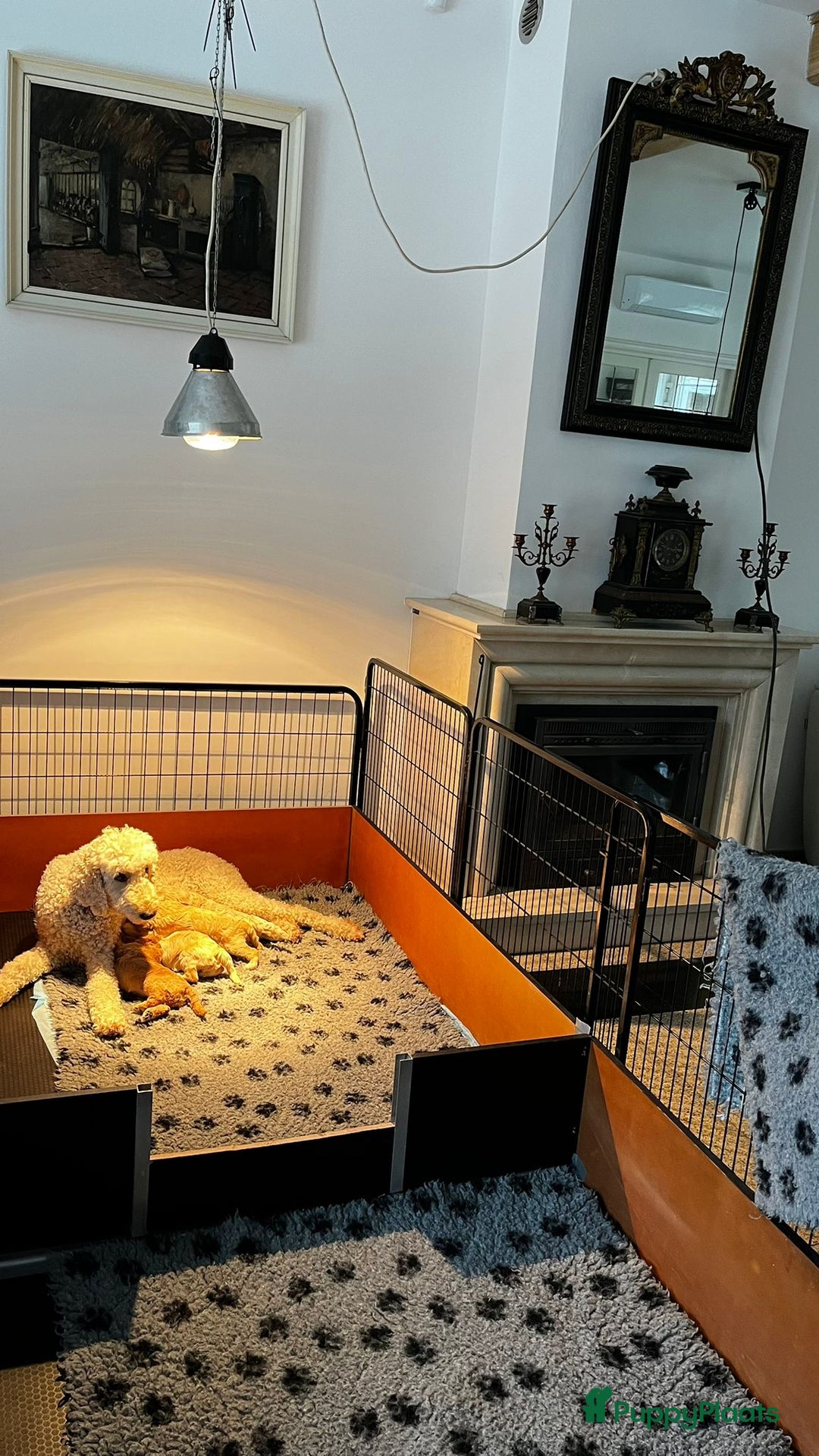 Labradoodle honden te koop: mooie multi x labradoodle australiën doodle pups - Advertentie 11