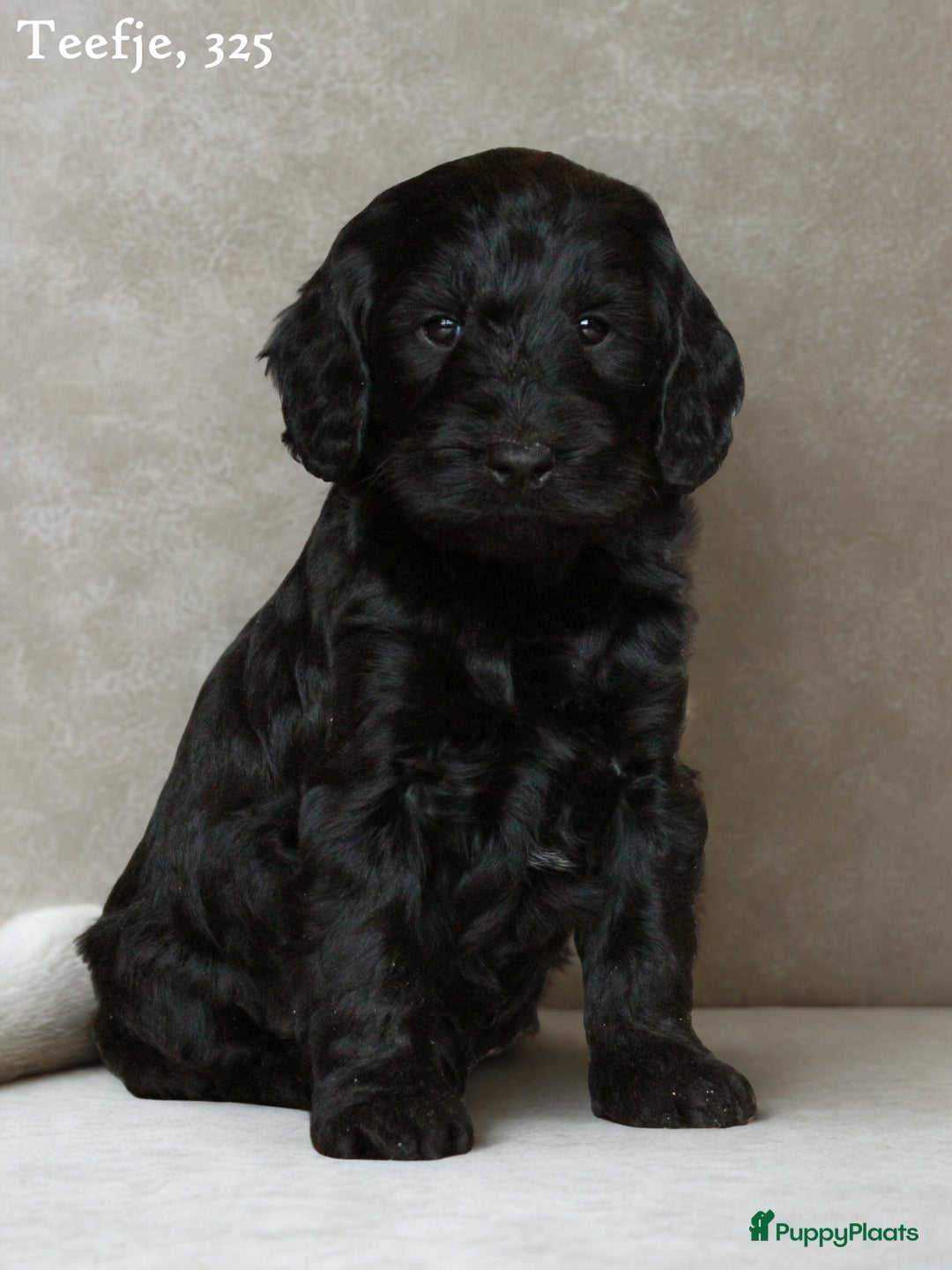 Cockapoo honden te koop: Knappe Cockapoo pups. - Advertentie 5