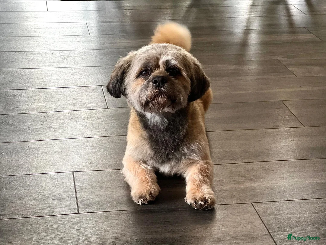 Kruising honden te koop: Mooi nestje boomerpups  - Advertentie 26