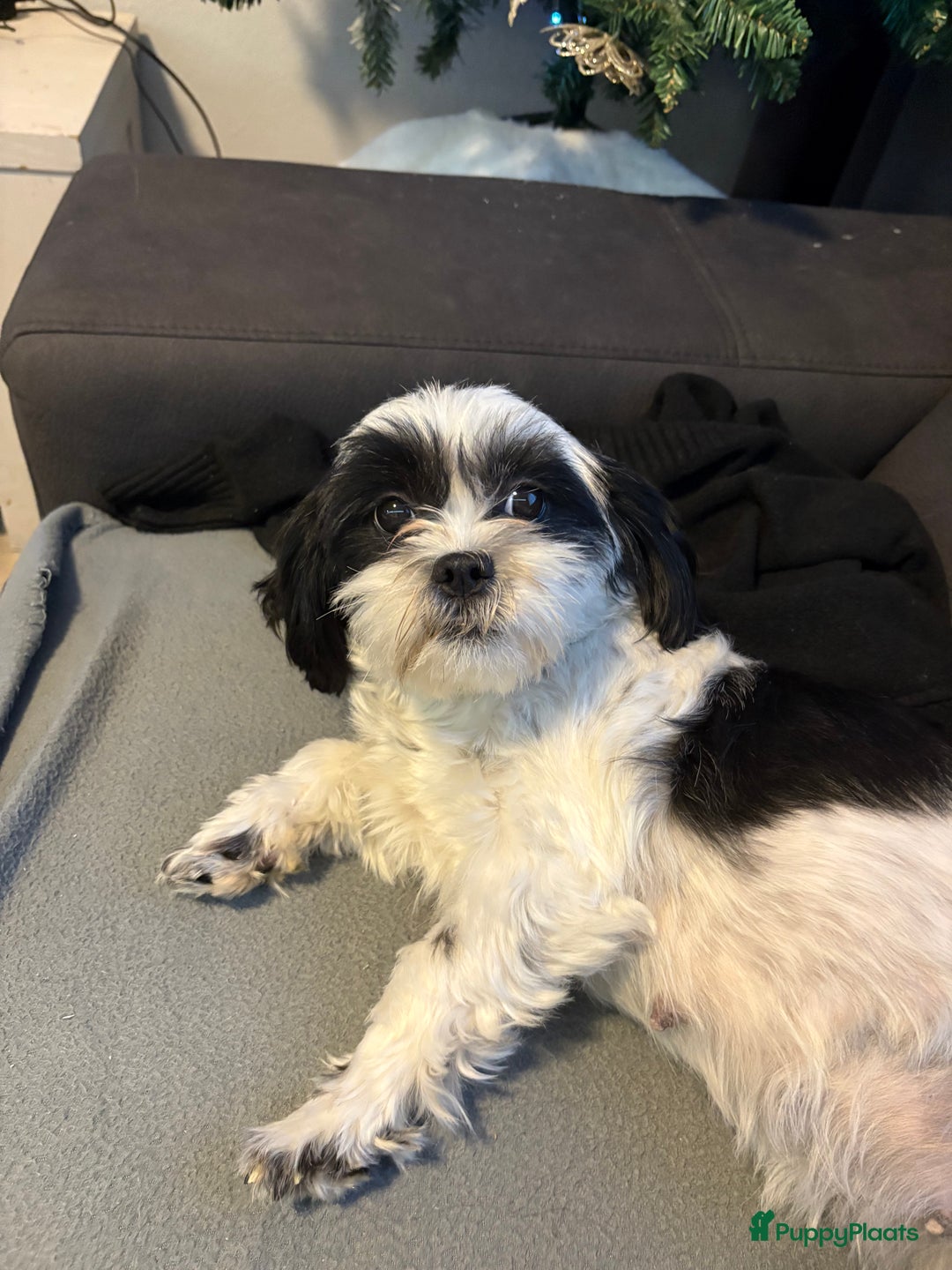 Shih Tzu honden te koop: Puppies verwacht - Advertentie 1