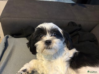 Shih Tzu honden Puppies verwacht - Advertentie 1