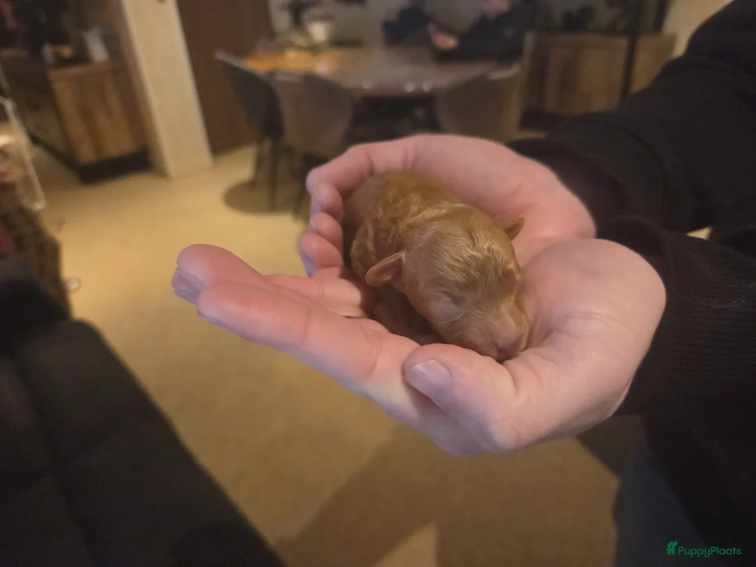 Poedel Toy honden te koop: Toypoedel pups  - Advertentie 7