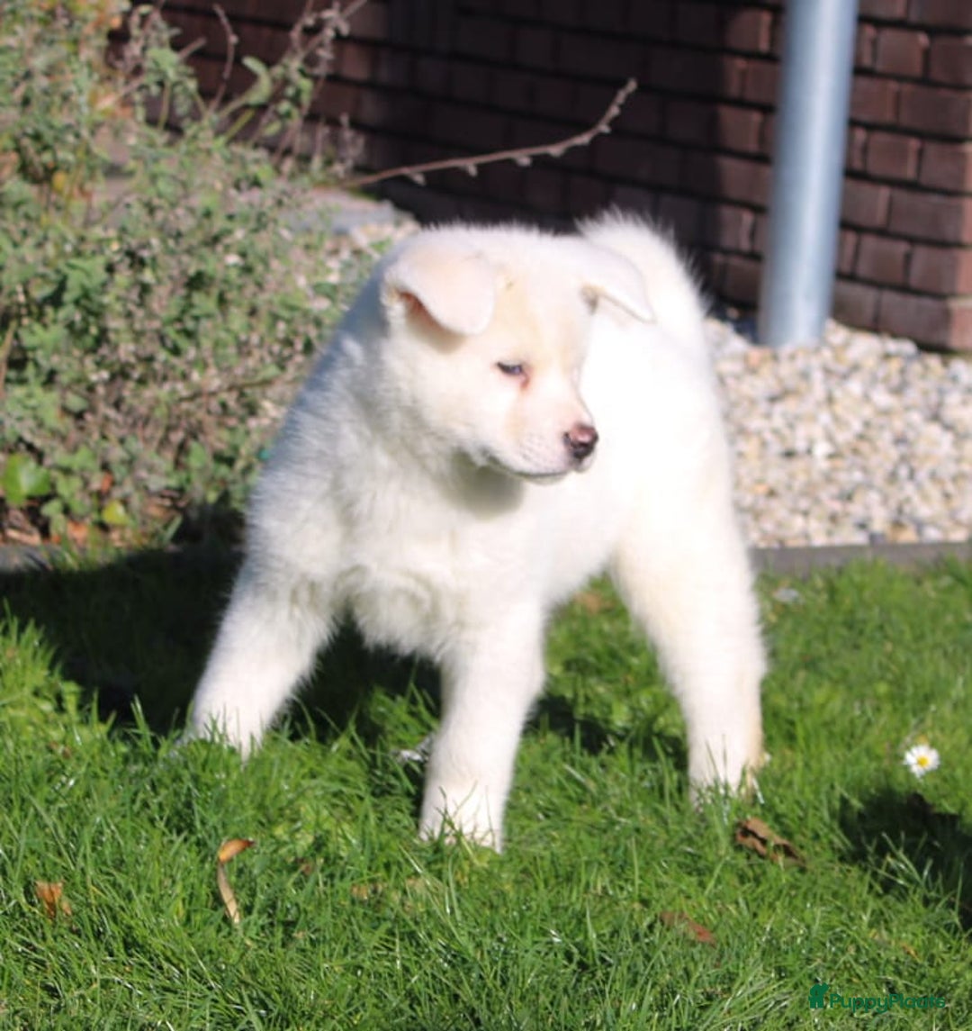 Akita honden te koop: Zeldzaam mooie witte japanse akita pups - Advertentie 11