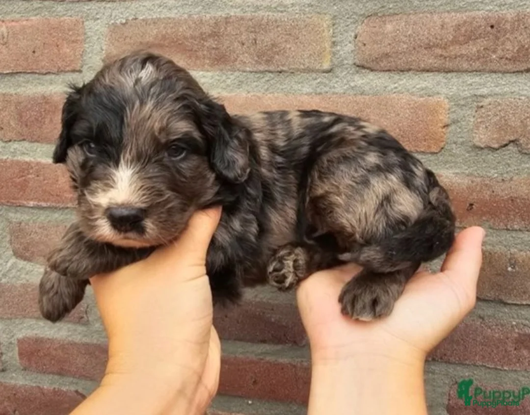 Dwergpoedel honden ter dekking: merle dekreu dwergpoedel in Budel - Advertentie 10