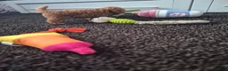 Poedel Toy honden te koop: Ieniemienie teefje 🌸💜 - Advertentie 7