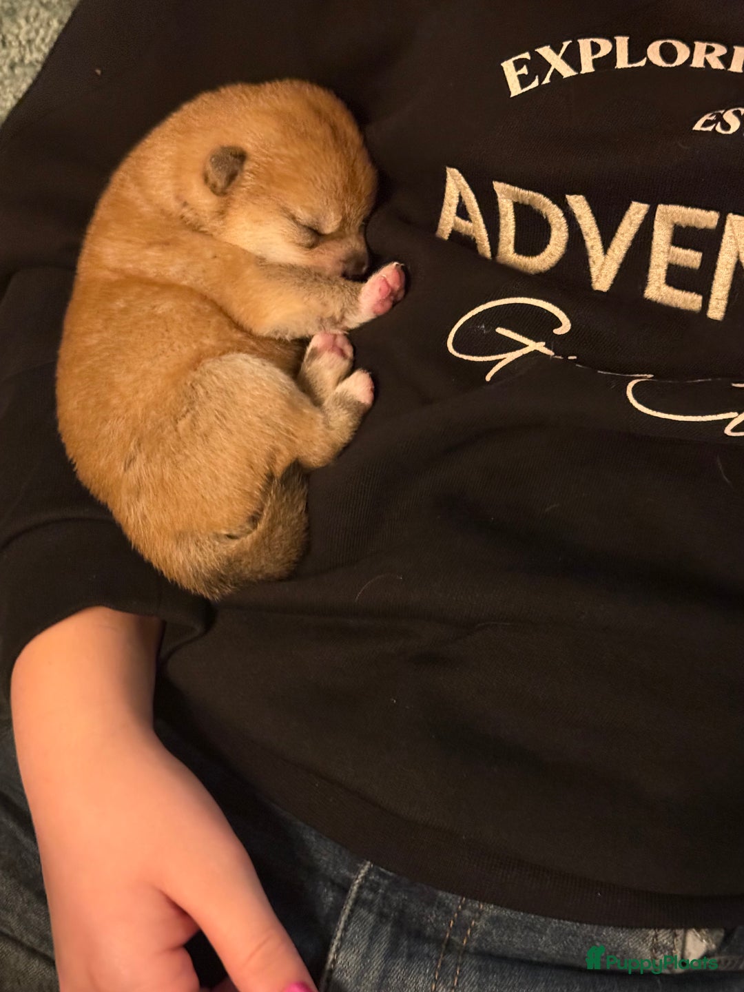 Shiba honden te koop: Shiba pups geboren uit geteste ouders - Advertentie 8