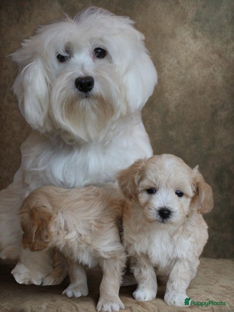 Maltipoo honden Lieve Maltipoo pups - Advertentie 1