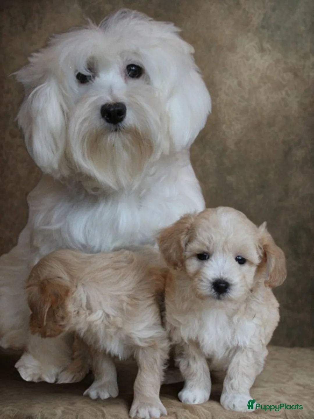 Maltipoo honden te koop: Lieve Maltipoo pups - Advertentie 1
