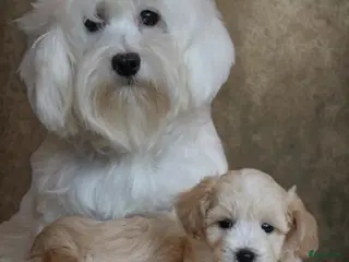 Maltipoo honden Lieve Maltipoo pups - Advertentie 2