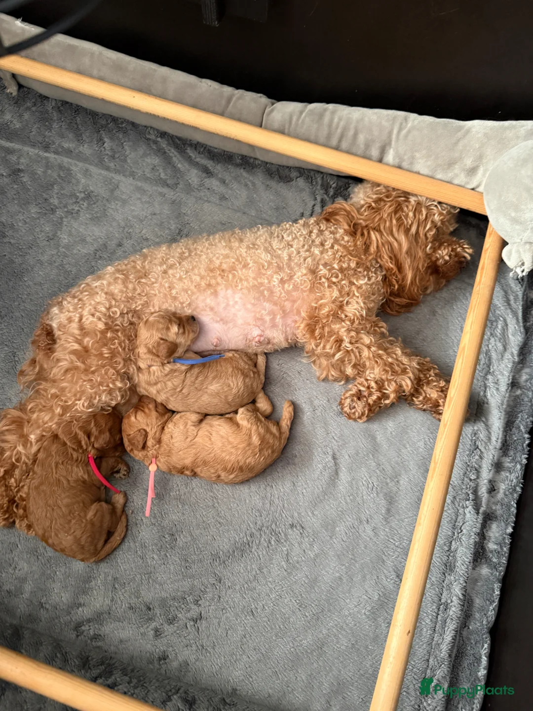Poedel Toy honden te koop: Poedel toy 2 teef red Braun en red  - Advertentie 2