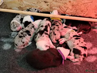 Australian Shepherd honden Australian Shepherd met stamboom - Advertentie 1