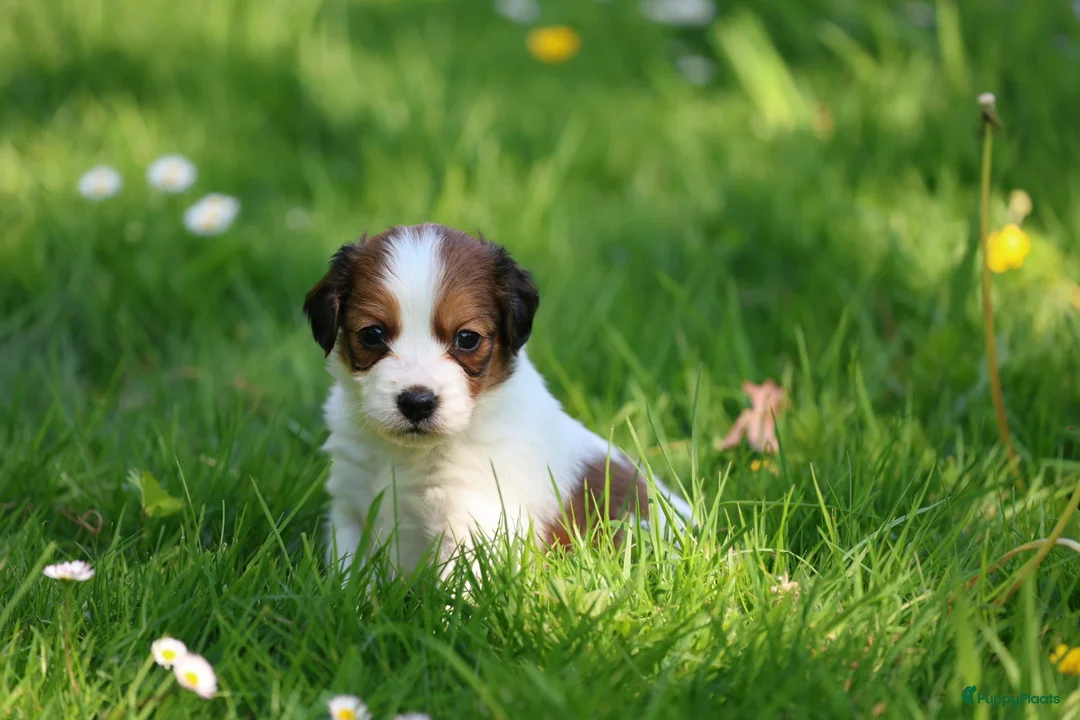 Kooikerhondje honden te koop: kooiker pups in Paterswolde - Advertentie 10